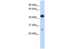 PDIK1L antibody used at 1 ug/ml to detect target protein. (PDIK1L anticorps  (Middle Region))