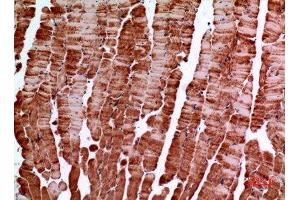 Immunohistochemistry (IHC) analysis of paraffin-embedded Mouse Muscle, antibody was diluted at 1:100. (Amphiphysin anticorps  (C-Term))