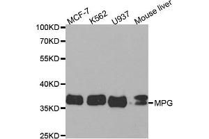 Western Blotting (WB) image for anti-N-Methylpurine-DNA Glycosylase (MPG) antibody (ABIN1876598) (MPG anticorps)