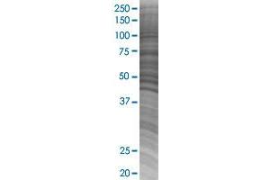 SHMT2 transfected lysate. (SHMT2 293T Cell Transient Overexpression Lysate(Denatured))