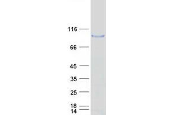 ADAM32 Protein (Myc-DYKDDDDK Tag)