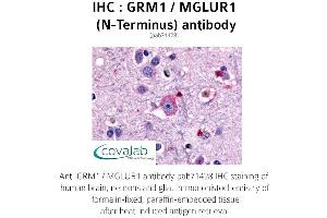 Image no. 1 for anti-Glutamate Receptor, Metabotropic 1 (GRM1) (Extracellular Domain), (N-Term) antibody (ABIN1735261) (Metabotropic Glutamate Receptor 1 anticorps  (Extracellular Domain, N-Term))