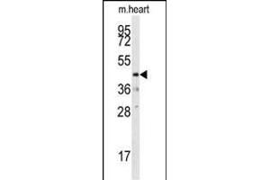 Western blot analysis of anti-DUSP10 Pab (ABIN392871 and ABIN2842282) in mouse heart tissue lysates (35 μg/lane). (DUSP10 anticorps  (N-Term))