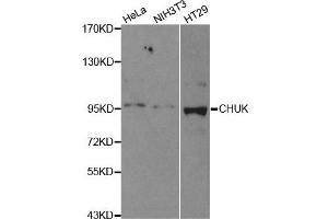 Western blot analysis of extracts of various cell lines, using CHUK antibody. (IKK alpha anticorps)