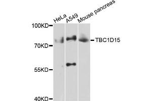 Western blot analysis of extracts of various cell lines, using TBC1D15 antibody (ABIN5999012) at 1/1000 dilution. (TBC1D15 anticorps)