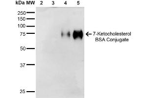 Western Blot analysis of 7-Ketocholesterol-BSA Conjugate showing detection of 67 kDa 7-Ketocholesterol-BSA using Mouse Anti-7-Ketocholesterol Monoclonal Antibody, Clone 3F7 . (7-Ketocholesterol (7-KC) anticorps (PerCP))