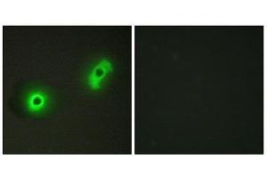 Immunofluorescence (IF) image for anti-Cdk5 and Abl Enzyme Substrate 2 (CABLES2) (Internal Region) antibody (ABIN1850210) (CABLES2 anticorps  (Internal Region))