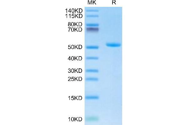 TREML1 Protein (AA 16-162) (Fc Tag)