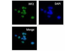 Immunofluorescence (IF) image for anti-Interferon Regulatory Factor 2 (IRF2) antibody (ABIN2665203) (IRF2 anticorps)