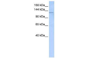 Western Blotting (WB) image for anti-Desmoglein 2 (DSG2) antibody (ABIN2458922) (Desmoglein 2 anticorps)