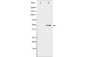Western blot analysis of ATF2 expression in HeLa whole cell lysates,The lane on the left is treated with the antigen-specific peptide. (ATF2 anticorps  (N-Term))