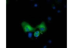 Immunofluorescence (IF) image for anti-COBW Domain Containing 1 (CBWD1) antibody (ABIN1497114) (CBWD1 anticorps)