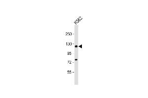 Anti-DAXX Antibody  at 1:1000 dilution + K562 whole cell lysate Lysates/proteins at 20 μg per lane. (DAXX anticorps  (AA 473-502))