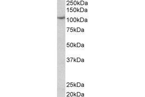 Western Blotting (WB) image for anti-Thyroid Peroxidase (TPO) (C-Term) antibody (ABIN2464934) (Thyroperoxidase anticorps  (C-Term))