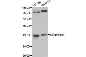 Western blot analysis of extracts of various cell lines, using SERPINB5 antibody (ABIN5970525) at 1/1000 dilution. (SERPINB5 anticorps)