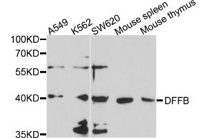 Western blot analysis of extracts of various cell lines, using DFFB antibody (ABIN4903473) at 1:1000 dilution. (DFFB anticorps)