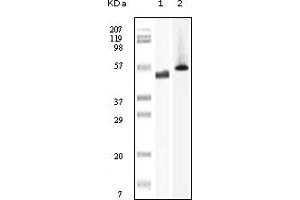 Western Blotting (WB) image for anti-PTK6 Protein tyrosine Kinase 6 (PTK6) (truncated) antibody (ABIN2464095) (PTK6 anticorps  (truncated))
