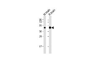 All lanes : Anti-CNP Antibody (N-Term) at 1:2000 dilution Lane 1: mouse brain lysates Lane 2: rat brain lysates Lysates/proteins at 20 μg per lane. (Cnpase anticorps  (AA 92-126))