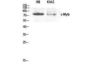 Western Blotting (WB) image for anti-V-Myb Myeloblastosis Viral Oncogene Homolog (Avian) (MYB) (Ser93) antibody (ABIN3179961) (MYB anticorps  (Ser93))