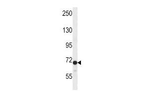 Western blot analysis in CEM cell line lysates (35ug/lane). (DVL2 anticorps  (C-Term))