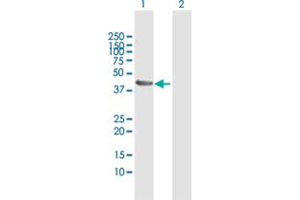 Actl7b anticorps  (AA 1-415)