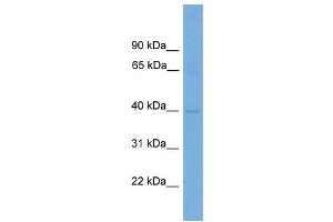 Human ACHN; WB Suggested Anti-CNTD1 Antibody Titration: 0. (CNTD1 anticorps  (N-Term))