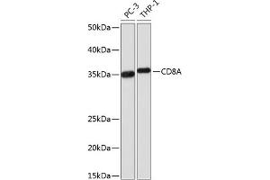 Western blot analysis of extracts of various cell lines, using CD8A Rabbit mAb (ABIN1512846, ABIN3021030, ABIN3021031 and ABIN7101333) at 1:1000 dilution. (CD8 alpha anticorps)