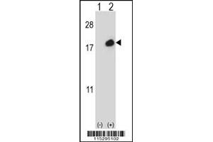Western blot analysis of ISG15 using rabbit polyclonal using 293 cell lysates (2 ug/lane) either nontransfected (Lane 1) or transiently transfected (Lane 2) with the ISG15 gene. (ISG15 anticorps  (C-Term))
