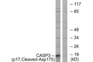 Western blot analysis of extracts from COLO cells, using CASP3 (p17, Cleaved-Asp175) antibody. (Caspase 3 anticorps  (Cleaved-Asp175))