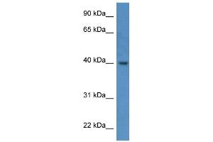 Western Blotting (WB) image for anti-ELMO/CED-12 Domain Containing 3 (ELMOD3) (C-Term) antibody (ABIN786164) (ELMOD3 anticorps  (C-Term))