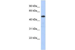 WB Suggested Anti-ZNF498 Antibody Titration:  0. (Zinc Finger and SCAN Domain Containing 25 (ZSCAN25) (N-Term) anticorps)