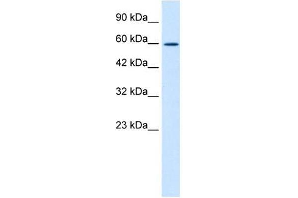 ZNF12 anticorps  (N-Term)