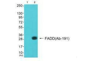 Western blot analysis of extracts from A549 cells (Lane 2), using FADD (Ab-191) antiobdy. (FADD anticorps  (C-Term))