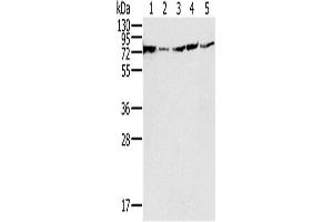 Western Blotting (WB) image for anti-NADH Dehydrogenase (Ubiquinone) Fe-S Protein 1, 75kDa (NADH-Coenzyme Q Reductase) (NDUFS1) antibody (ABIN2430526) (NDUFS1 anticorps)