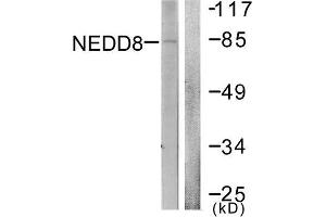 Western Blotting (WB) image for anti-Neural Precursor Cell Expressed, Developmentally Down-Regulated 8 (NEDD8) (N-Term) antibody (ABIN1848829) (NEDD8 anticorps  (N-Term))