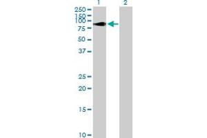 Western Blot analysis of SP100 expression in transfected 293T cell line by SP100 MaxPab polyclonal antibody. (SP100 anticorps  (AA 1-480))