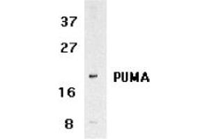 Image no. 2 for anti-BCL2 Binding Component 3 (BBC3) (C-Term) antibody (ABIN209040) (PUMA anticorps  (C-Term))