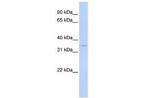 Western Blot showing CCNG1 antibody used at a concentration of 1-2 ug/ml to detect its target protein. (Cyclin G1 anticorps  (N-Term))