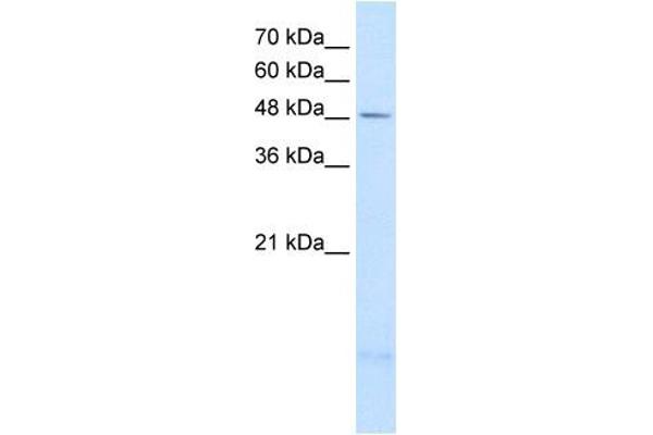 PSD3 anticorps  (Middle Region)