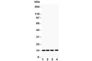Western blot testing of PDGF-B antibody and Lane 1:  rat heart;  2: (r) brain;  3: mouse heart;  4: human HeLa lysate  Predicted size: ~15KD monomer and ~32KD dimer (PDGFB anticorps  (AA 82-190))
