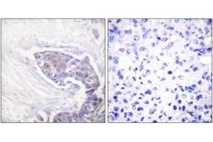 Immunohistochemistry (IHC) image for anti-Thioredoxin Reductase 2 (TXNRD2) (AA 471-520) antibody (ABIN2889283) (TXNRD2 anticorps  (AA 471-520))