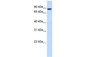 Western Blotting (WB) image for anti-Signal Transducer and Activator of Transcription 5B (STAT5B) antibody (ABIN2458355) (STAT5B anticorps)