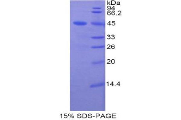 LCN8 Protéine