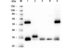 Western Blot of Goat Anti-Mouse IgG (H&L) Antibody. (Chèvre anti-Souris IgG (Heavy & Light Chain) Anticorps)