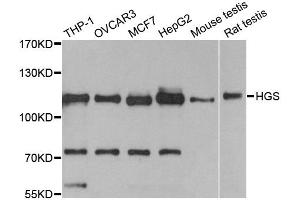 Western blot analysis of extracts of various cell lines, using HGS antibody. (HGS anticorps)