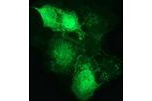 Anti-CTNNB1 mouse monoclonal antibody (ABIN2454138) immunofluorescent staining of COS7 cells transiently transfected by pCMV6-ENTRY CTNNB1 (RC208947). (CTNNB1 anticorps)