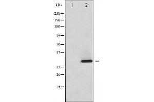 Western blot analysis of ATF1 phosphorylation expression in Insulin treated HT29 whole cell lysates,The lane on the left is treated with the antigen-specific peptide. (AFT1 anticorps  (pSer63))