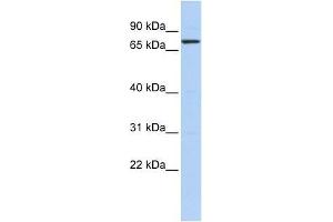 KLHL5 antibody used at 2. (KLHL5 anticorps  (N-Term))