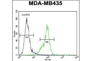 MeCP2 Antibody (C-term) (ABIN650709 and ABIN2839306) flow cytometric analysis of MDA-M cells (right histogram) compared to a negative control cell (left histogram). (MECP2 anticorps  (C-Term))