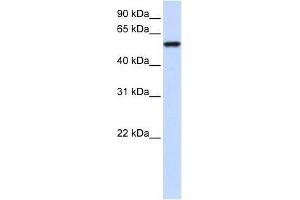 ZNF675 antibody used at 0. (ZNF675 anticorps  (N-Term))